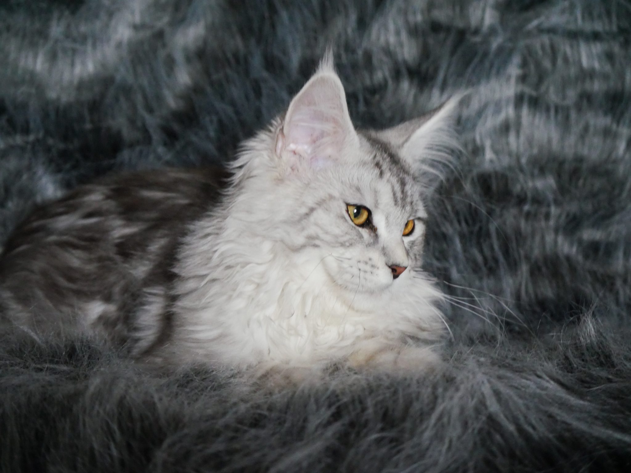 YURI MCO Maine Coon Cattery Arizona