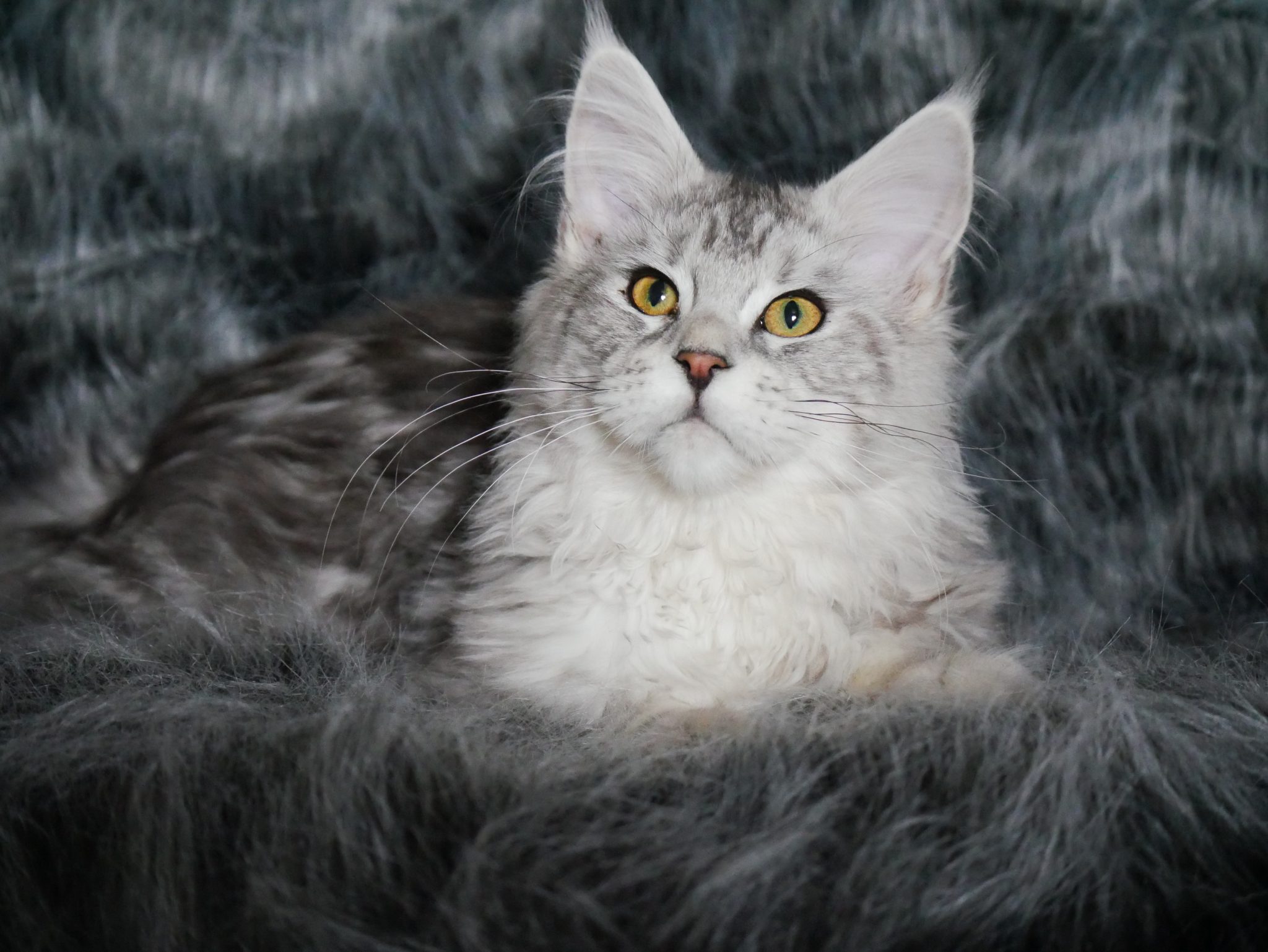 YURI MCO Maine Coon Cattery Arizona