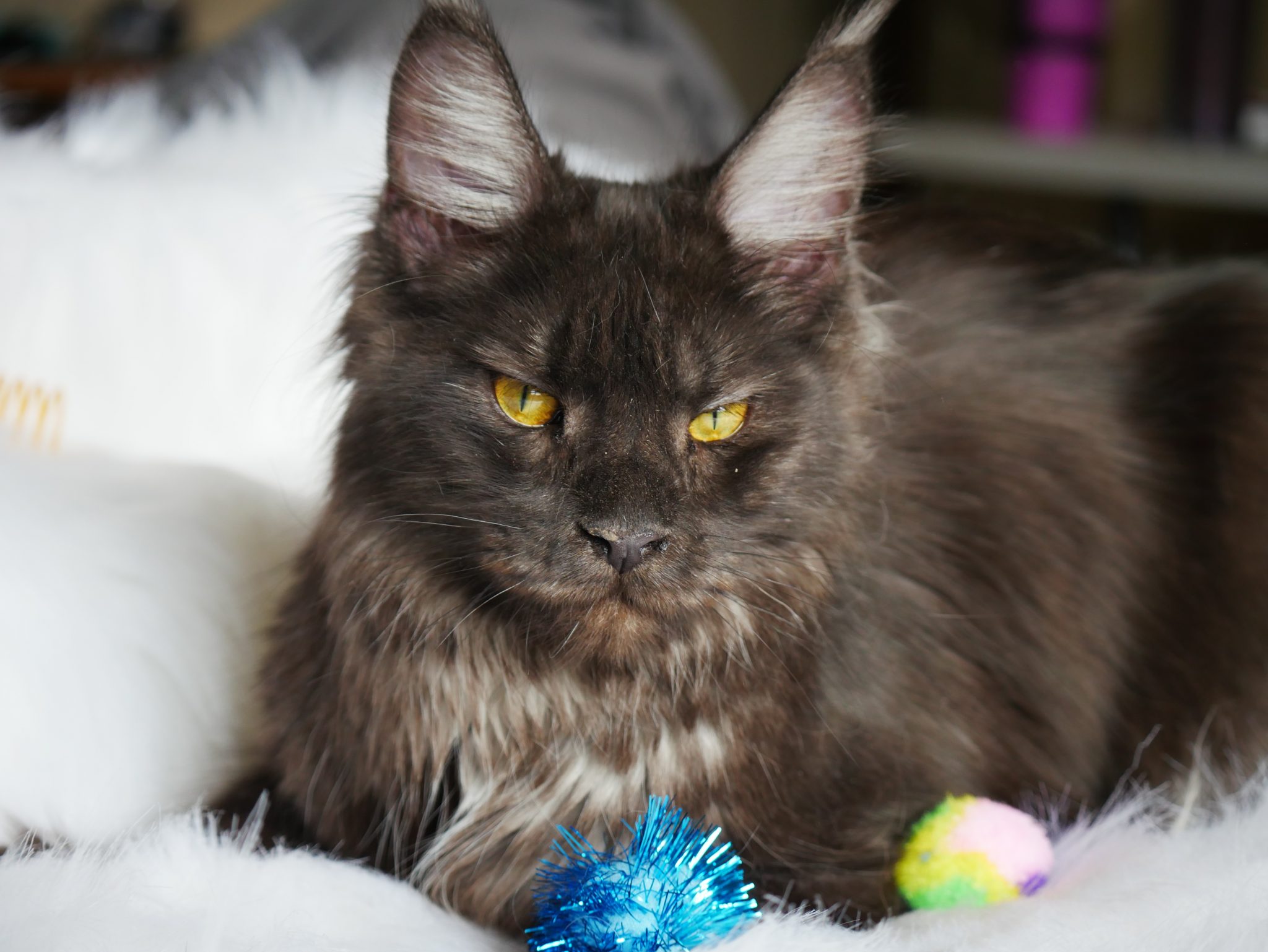 Anunna - MCO - Maine Coon Cattery Arizona