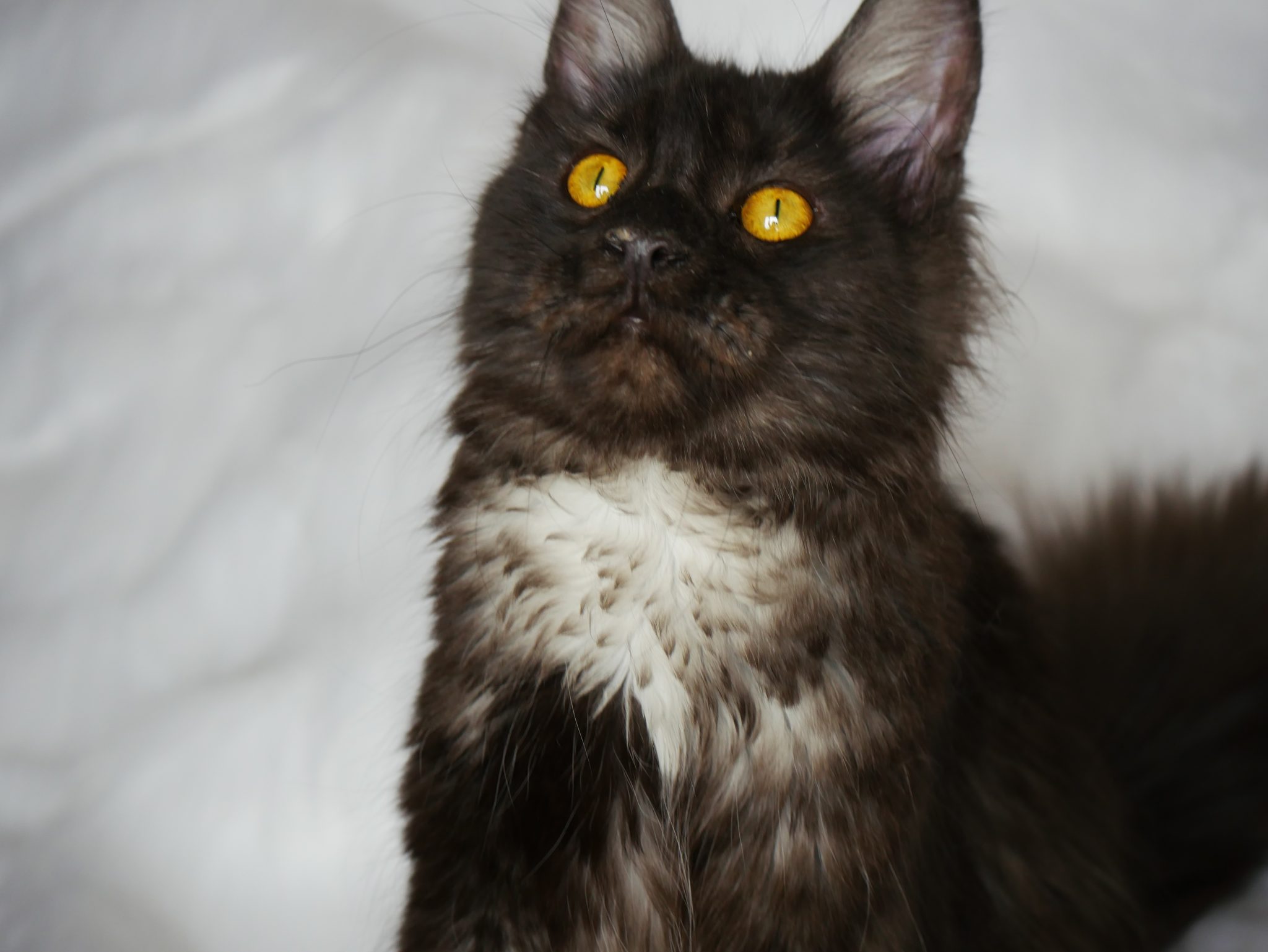 Anunna - MCO - Maine Coon Cattery Arizona