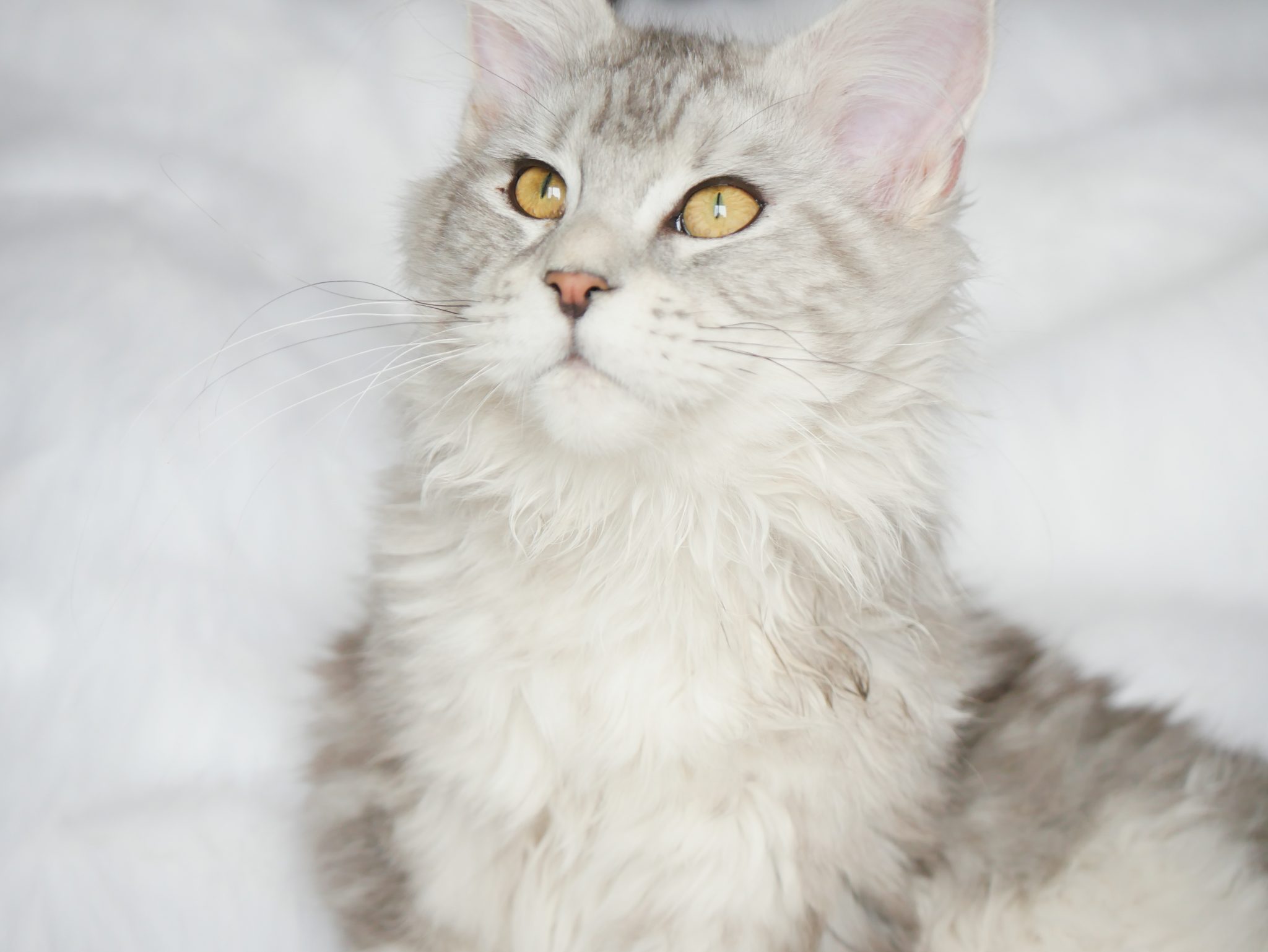 YURI MCO Maine Coon Cattery Arizona