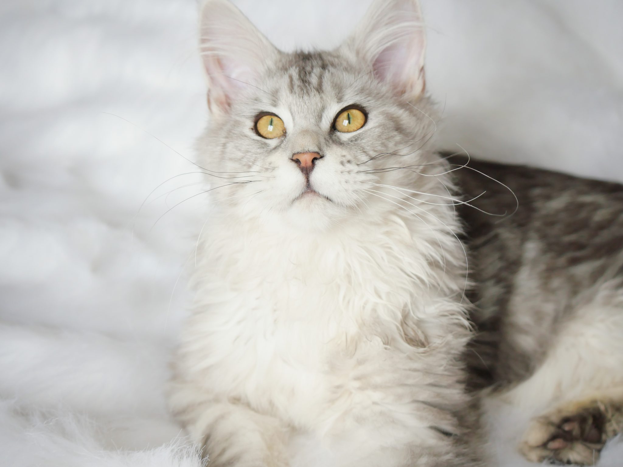 YURI MCO Maine Coon Cattery Arizona