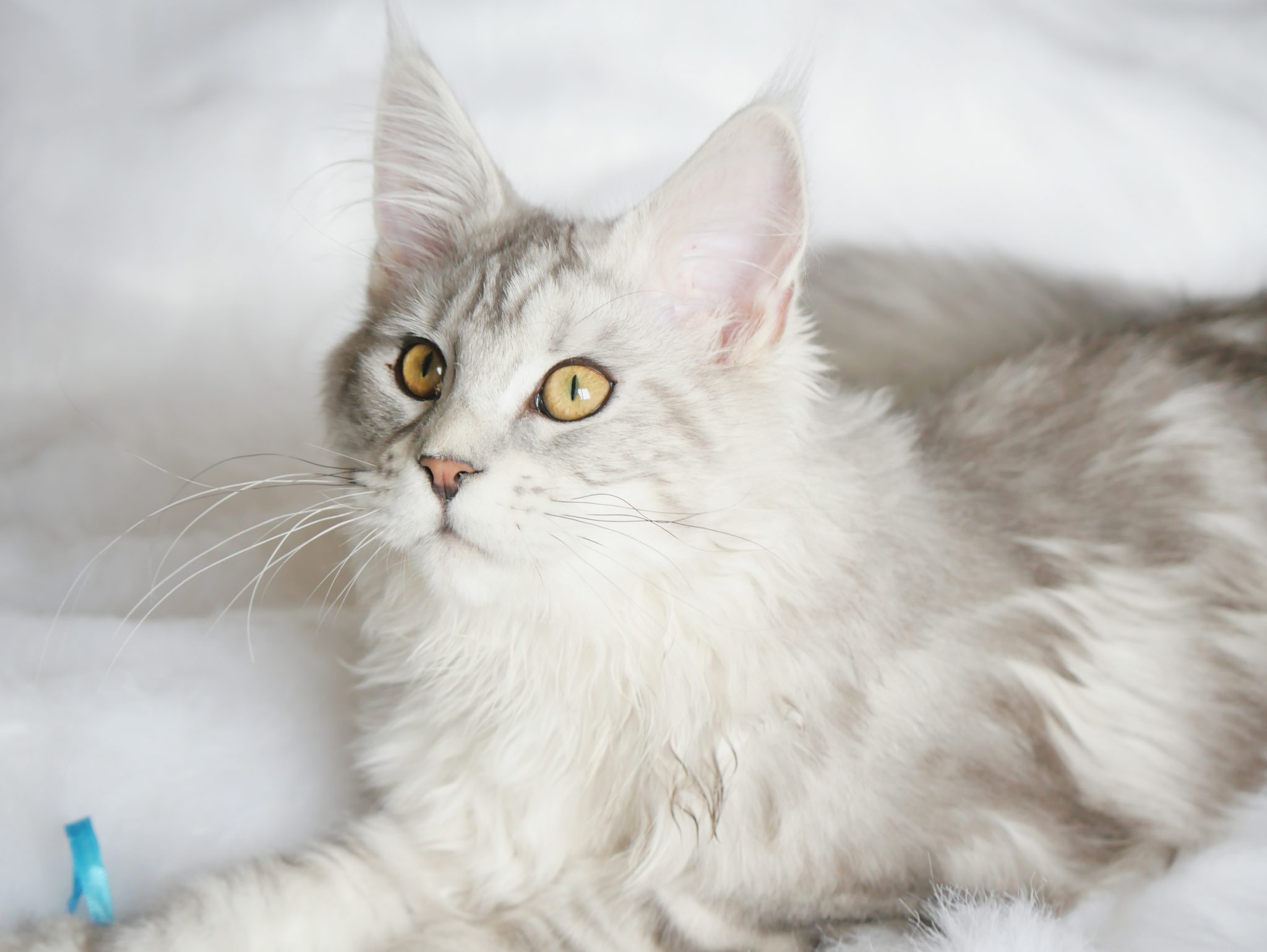 YURI MCO Maine Coon Cattery Arizona