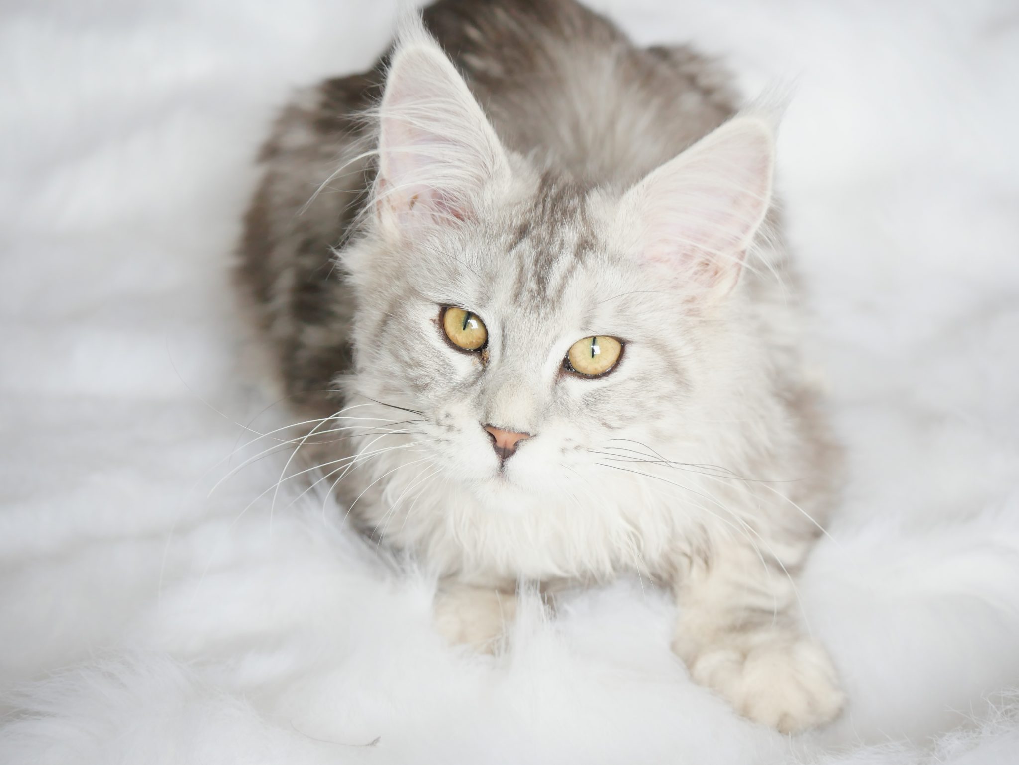 YURI MCO Maine Coon Cattery Arizona